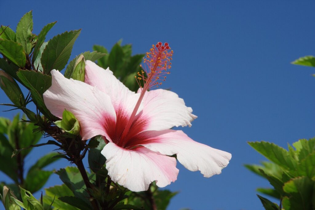 Madeira fiore
