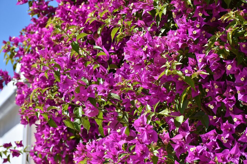 bougainvillea