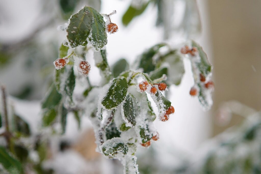 snow-4810728_1280
